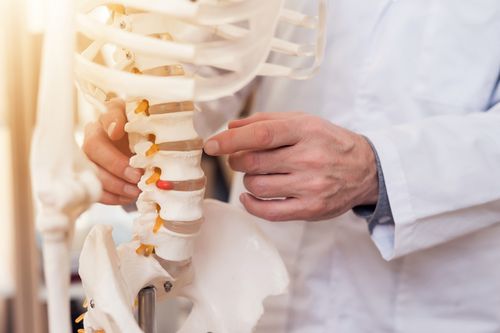 Image is of a chiropractor holding a plastic spine demonstrating the spinal structure. 